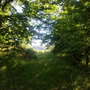 Wanderroute - Moselblick