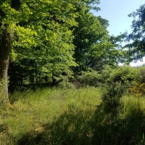 Wanderroute - Moselblick