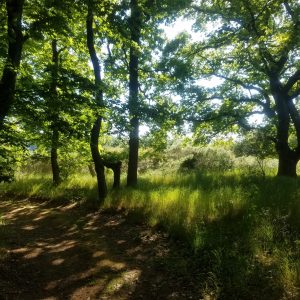 Wanderroute - Moselblick