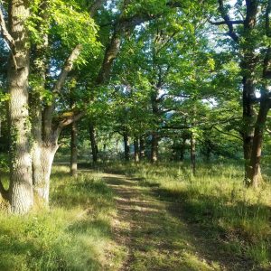Wanderroute - Moselblick