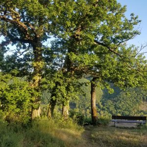 Wanderroute - Moselblick