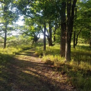 Wanderroute - Moselblick